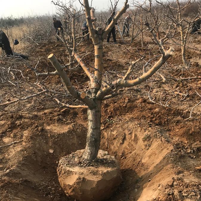 山西山楂树价格 产地直销