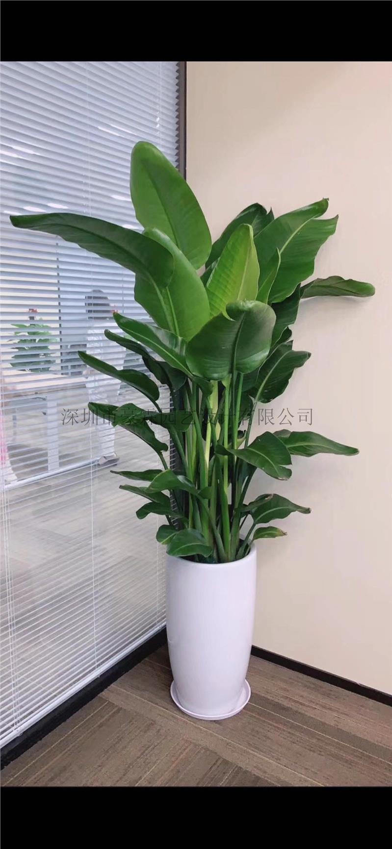室内植物出租