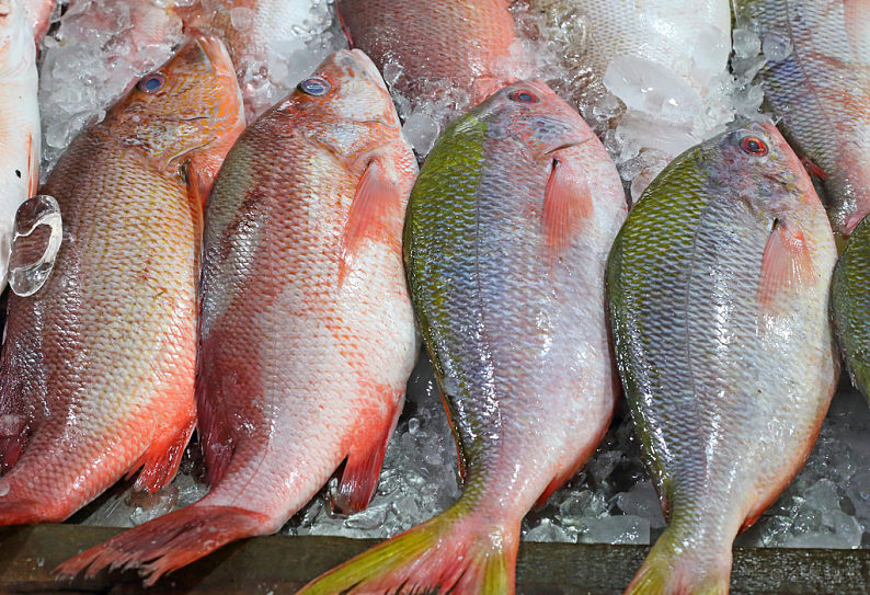 孟加拉冻鱼水产进口代理清关公司及清关流程