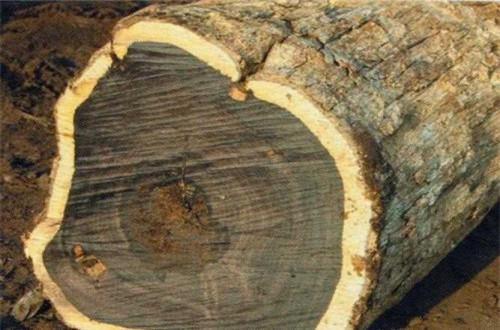 巴西板材进口进口报关报检手续