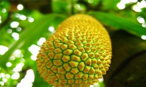 成都冷冻水果进口清关冷冻水果进口清关案列