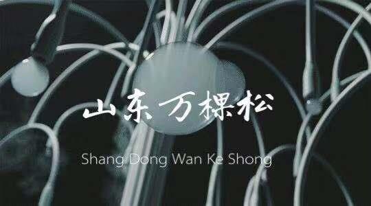 大连泡泡树规格