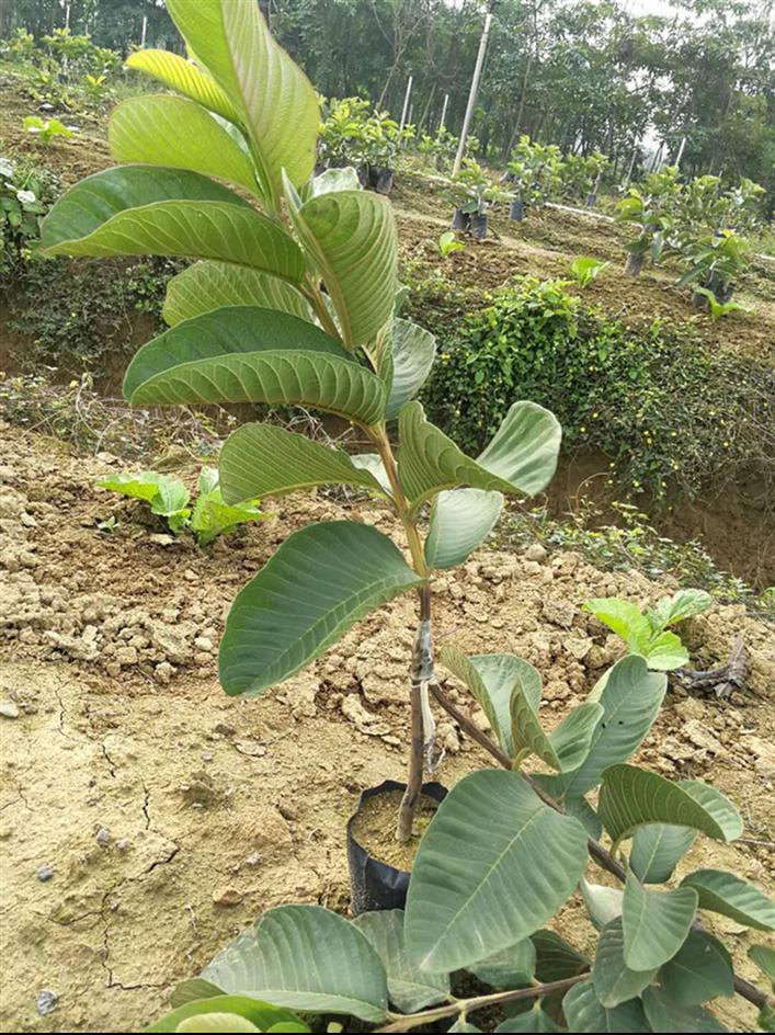 贵州番石榴苗出售