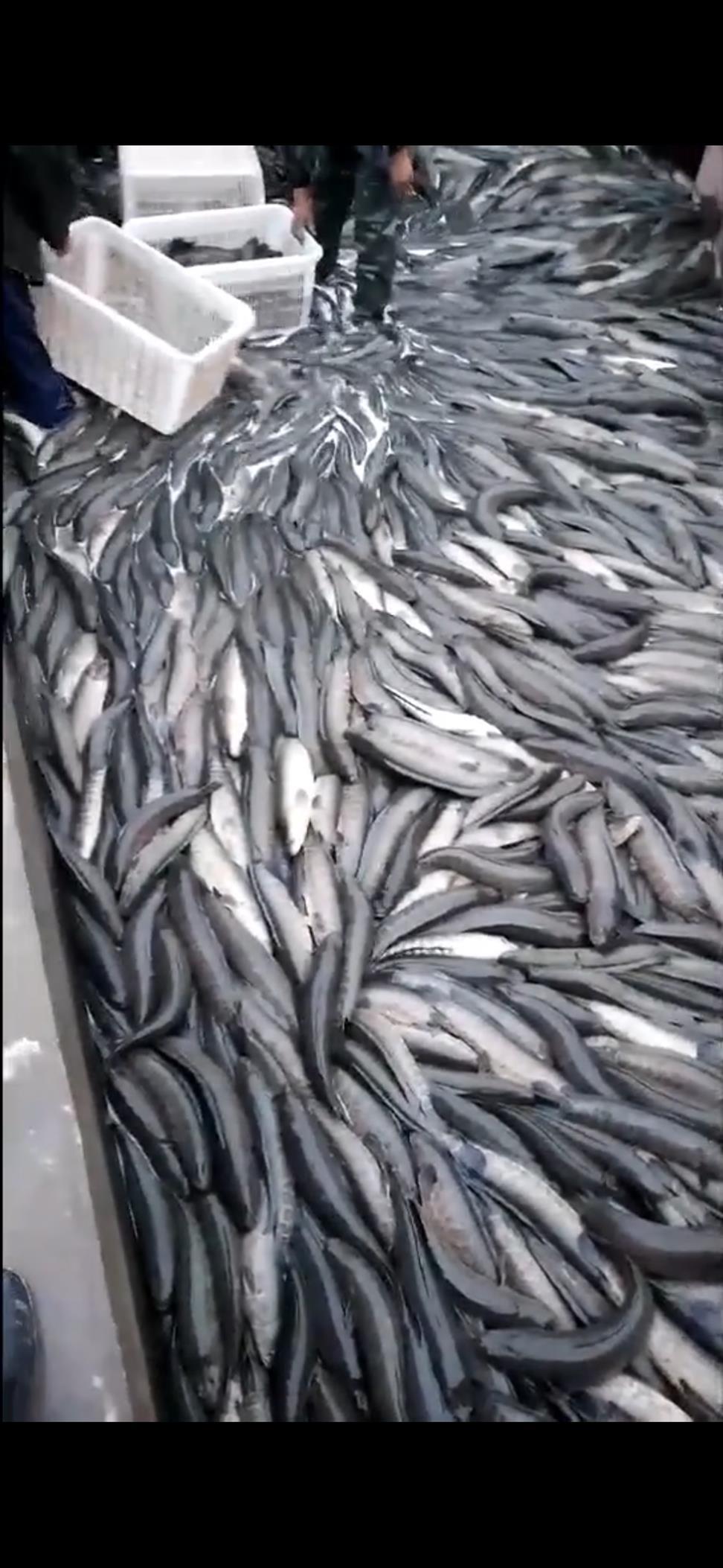 荆州黑鱼养殖