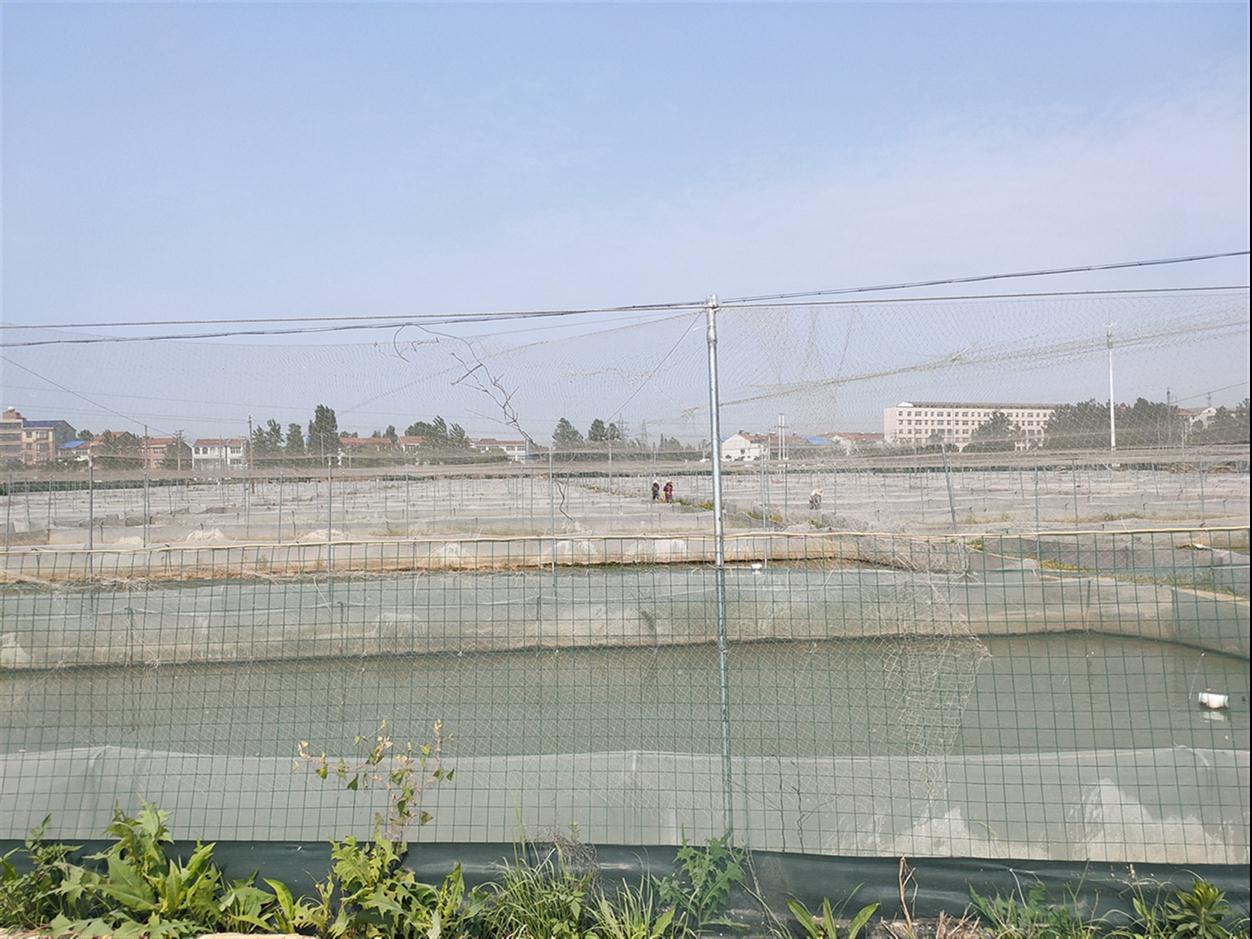 呼和浩特蛙农青蛙养殖基地