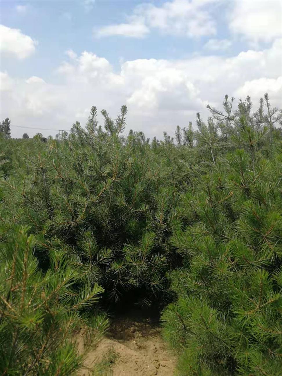 河北白皮松基地