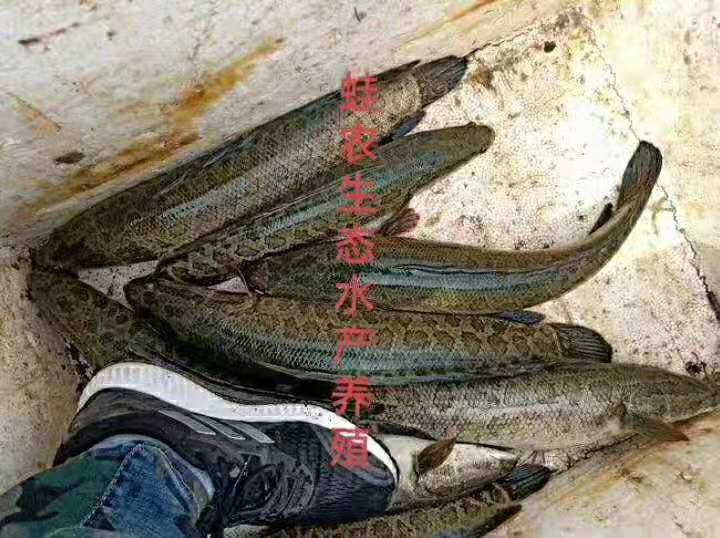 大庆湖北蛙农9号黑鱼养殖咨询