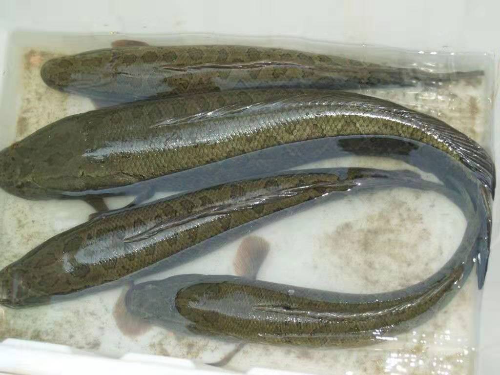 大庆湖北蛙农9号黑鱼养殖咨询