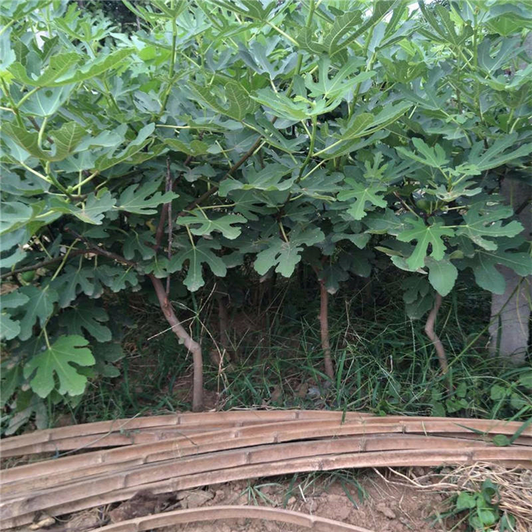 新疆早黄无花果苗 新疆早黄无花果苗多少钱一株