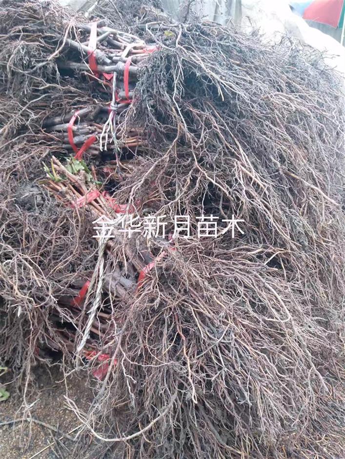 精品葡萄苗基地