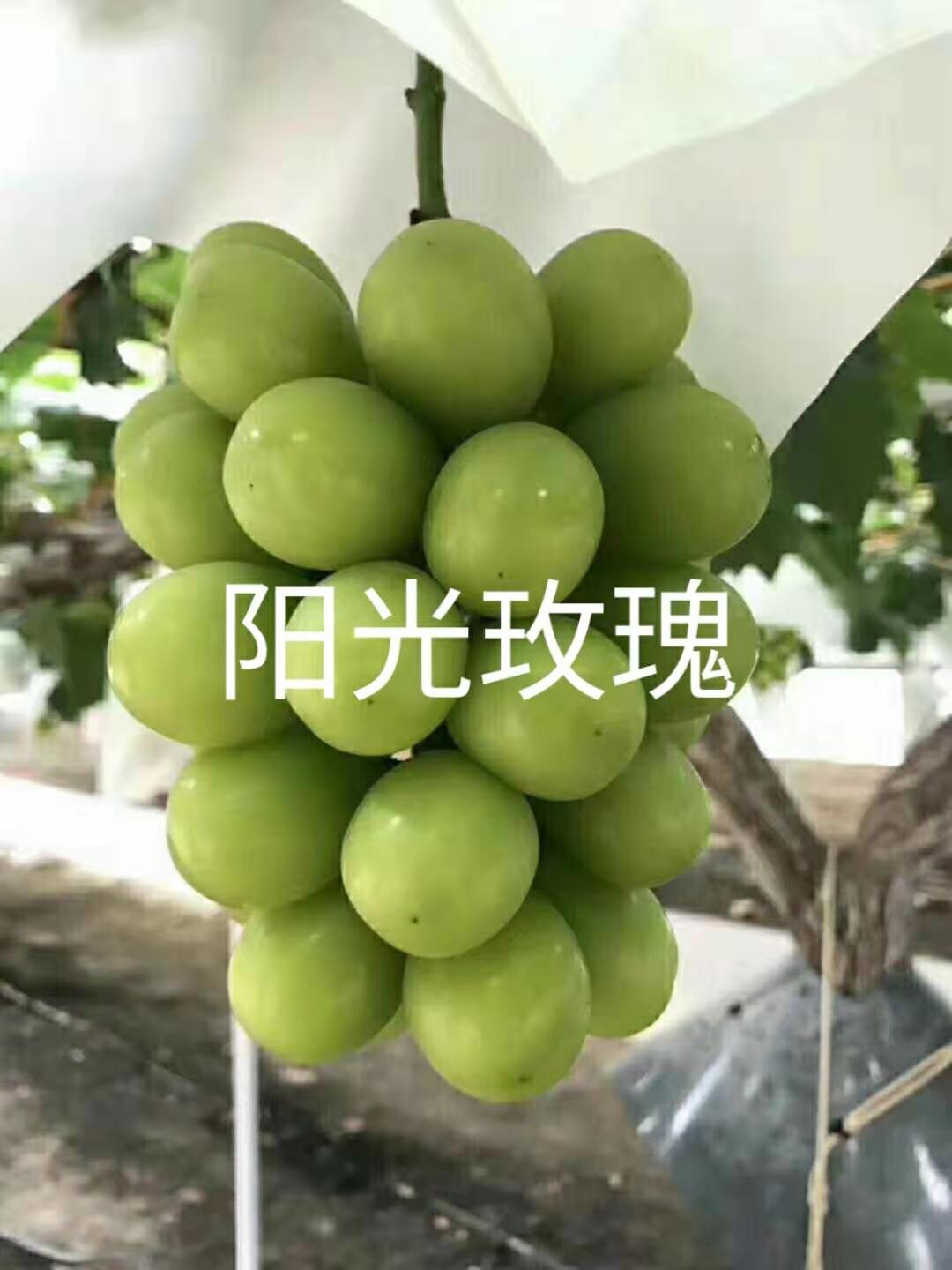 葡萄苗