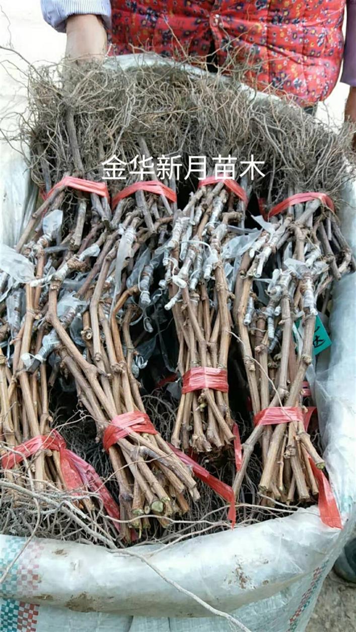 昆明阳光玫瑰葡萄苗批发价格