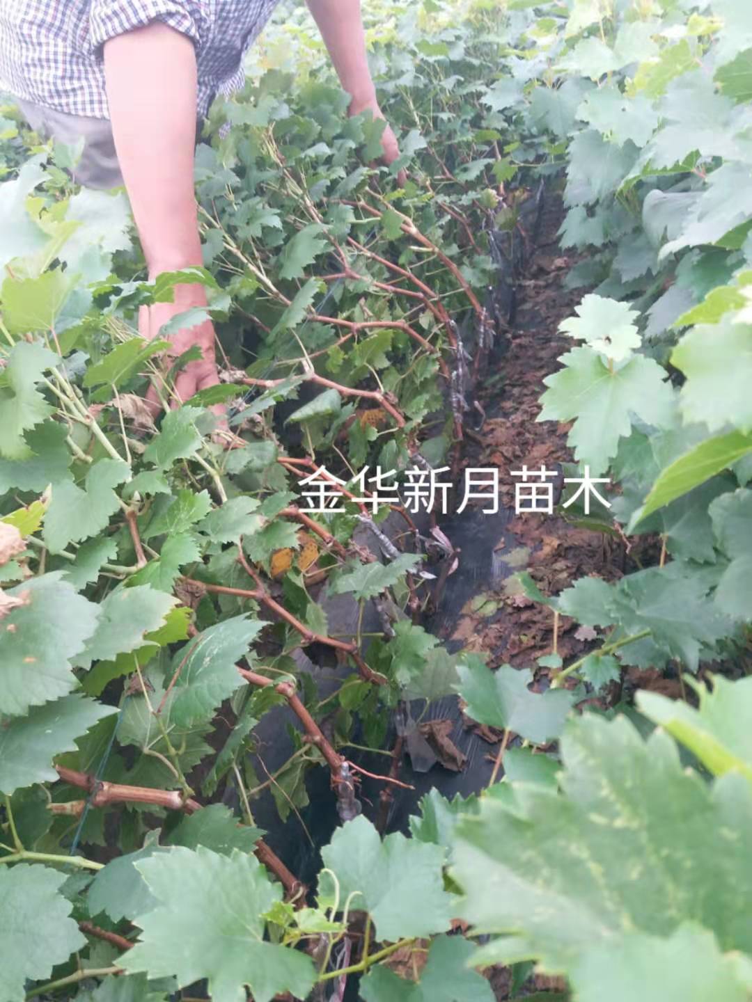 精品葡萄苗