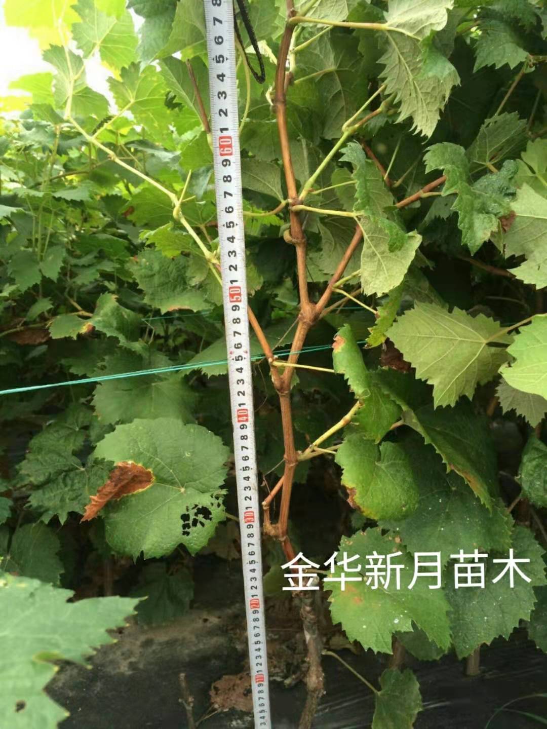 葡萄苗价格