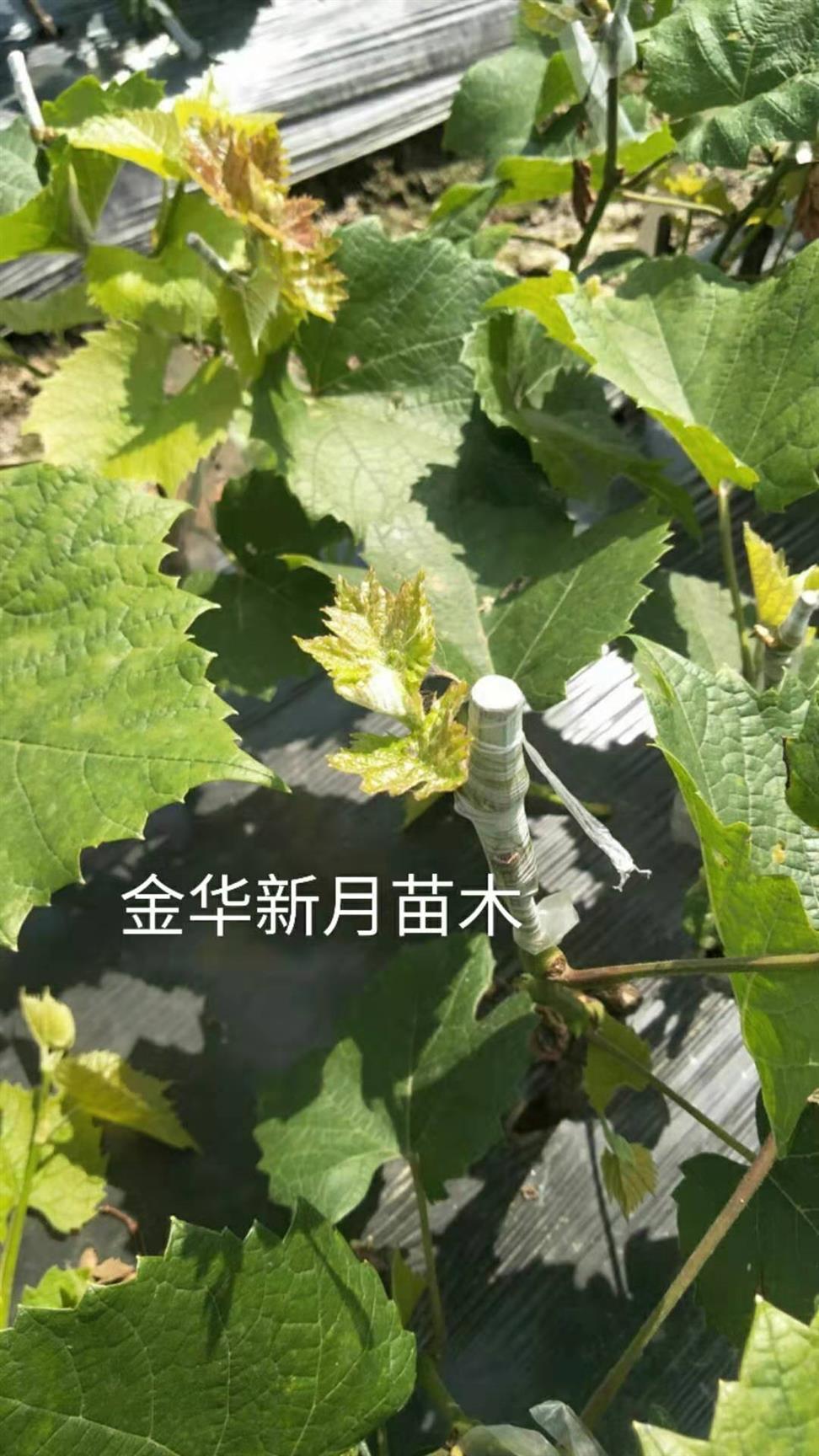 葡萄苗