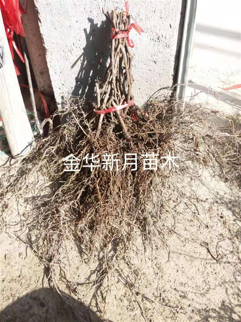 广西葡萄苗哪家质量好