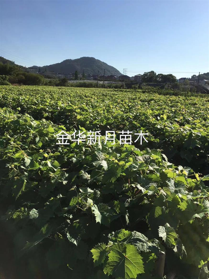 阳光玫瑰葡萄苗哪家质量好