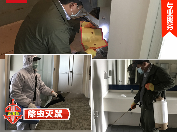 苏州地区的杀虫服务：绿色守护者